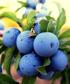 Güvem Dağ Eriği, Dağ elması, Kızılcık 3'ü 1 Şekersiz Ekşi Marmelat