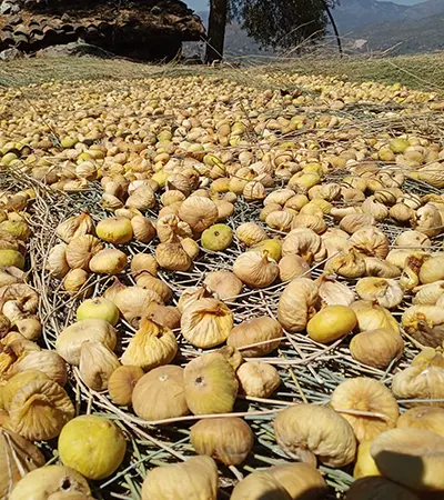 Aydın Dağ İnciri Orta Boy (1000gr) - Görsel 3